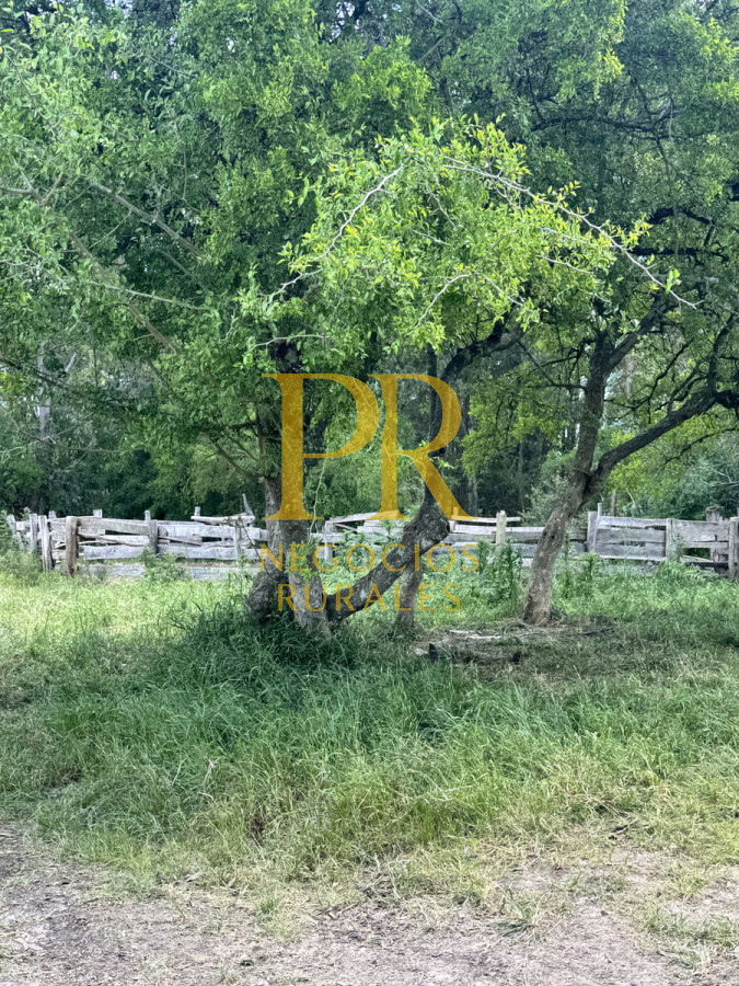 Campo Ref.9 - Campo próximo a Migues 129 hectáreas.