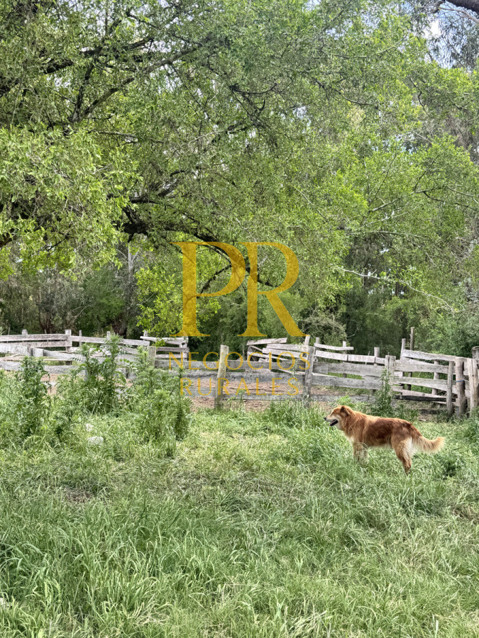 Campo Ref.9 - Campo próximo a Migues 129 hectáreas.