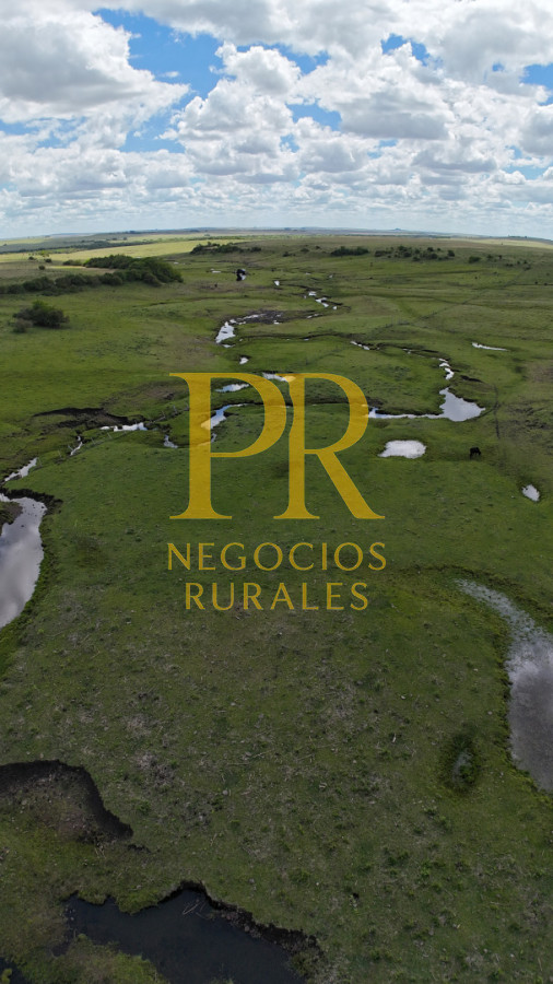 Campo Ref.26 - Campo Salto 550 hectáreas