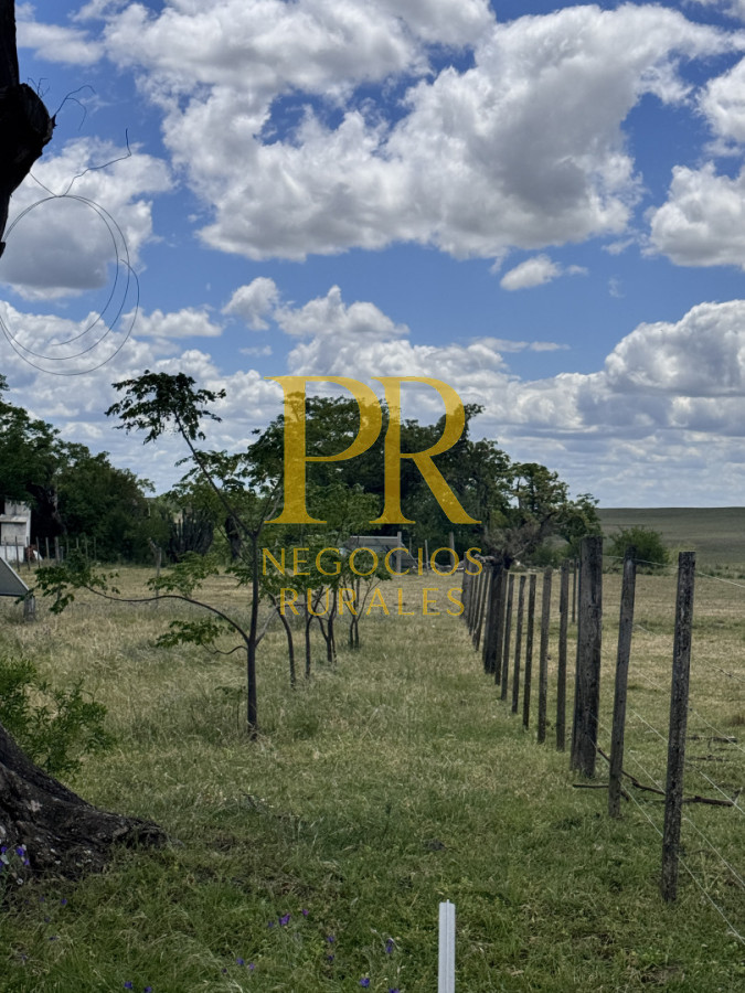 Campo Ref.26 - Campo Salto 550 hectáreas