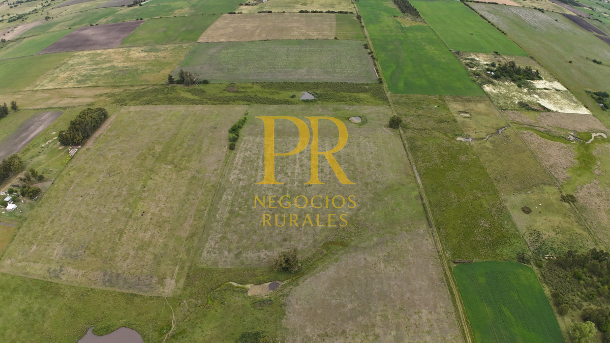 Campo Ref.28 - Campo en San Ramón - Tambo Completo - Casa + Galpones