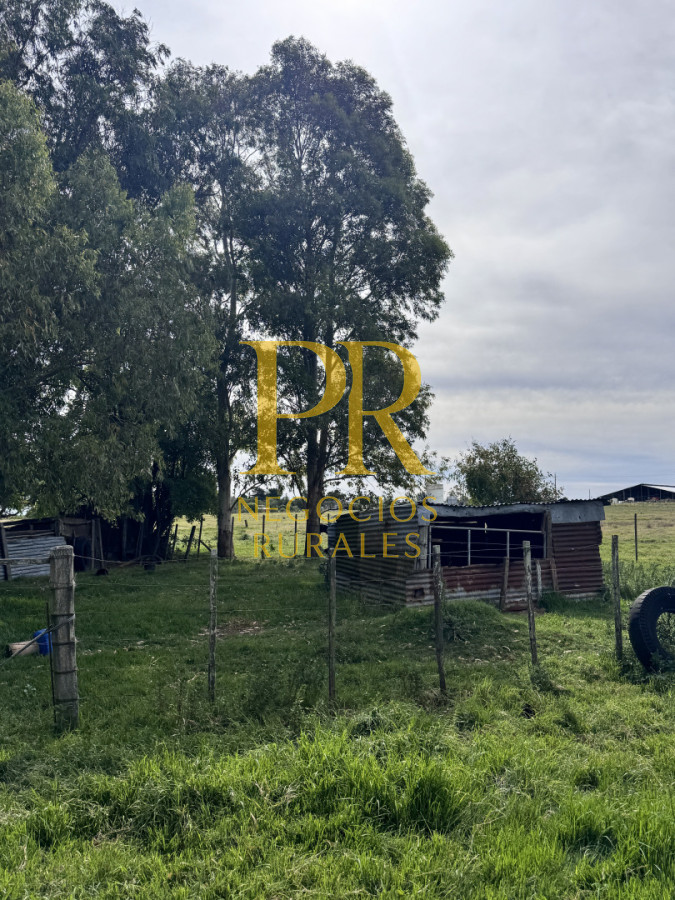 Campo Ref.28 - Campo en San Ramón - Tambo Completo - Casa + Galpones