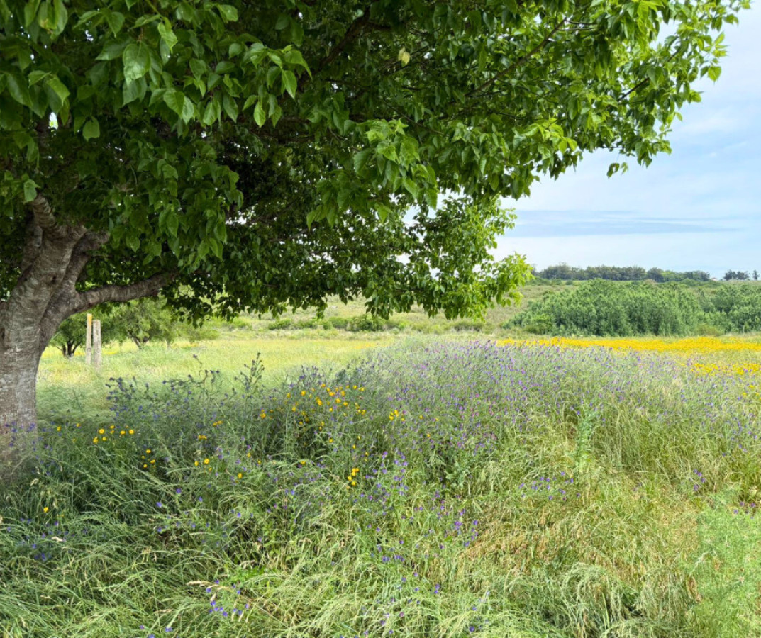 Chacra ID.201 - ¡Gran oportunidad en la Radial de Rosario!