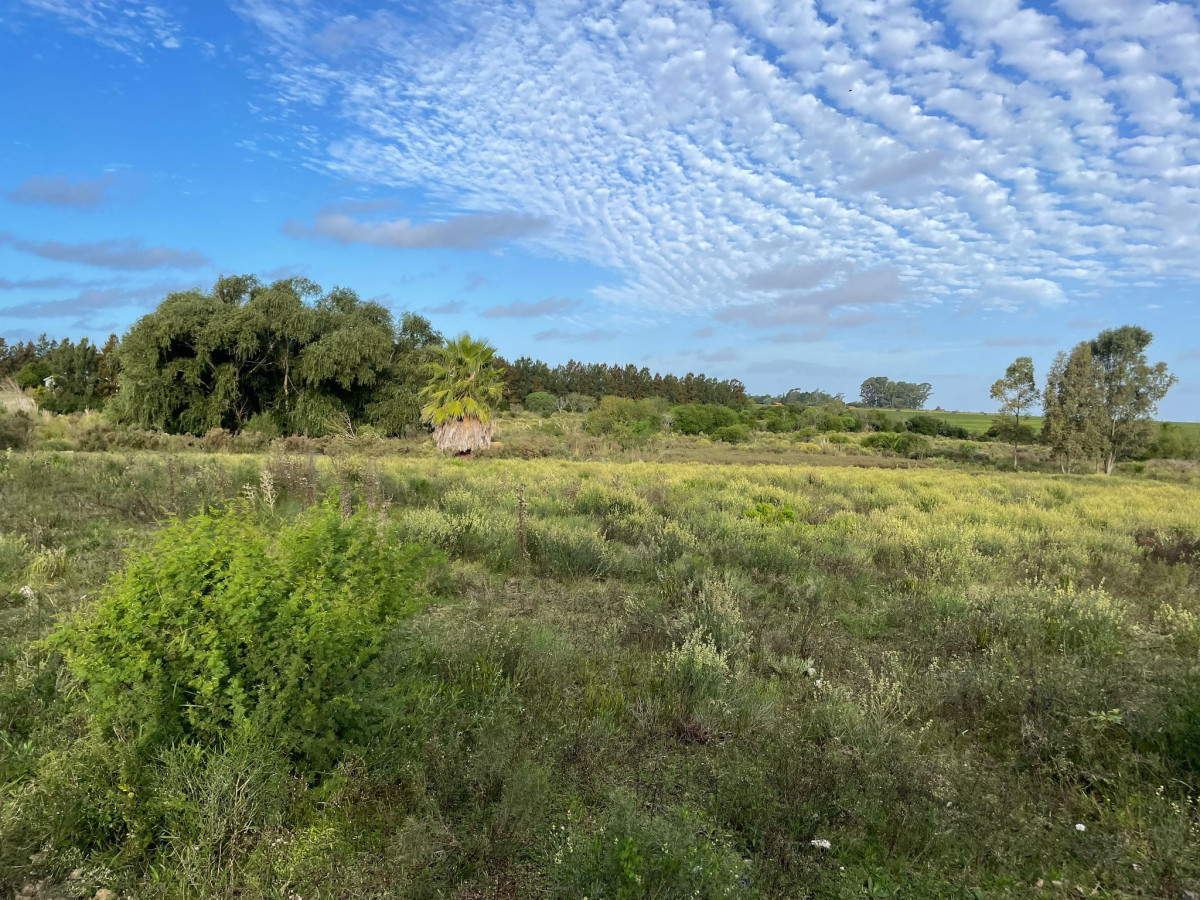 Terreno ID.49 - Terreno en Venta | 1 Hectárea con Frente a Ruta 1 | Precio: U$D 90.000