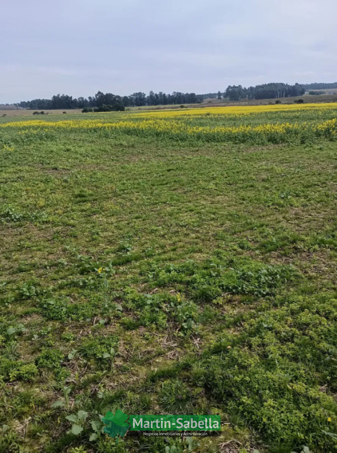 Campo Ref.633/Campos-en-Venta-Atlántida-Canelones- - Campos en Venta Atlántida Canelones 