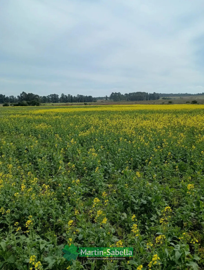 Campo Ref.633/Campos-en-Venta-Atlántida-Canelones- - Campos en Venta Atlántida Canelones 