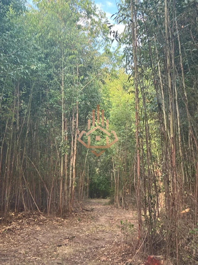 Venta Chacra de 7 hás en Camino de los Ceibos - Foto 1