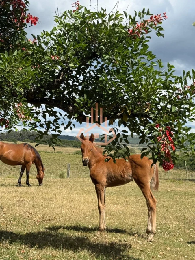 Chacra con Casa en Garzón