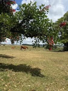 Chacra con Casa en Garzón