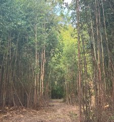 Venta Chacra de 7 hás en Camino de los Ceibos con Monte de Eucaliptos
