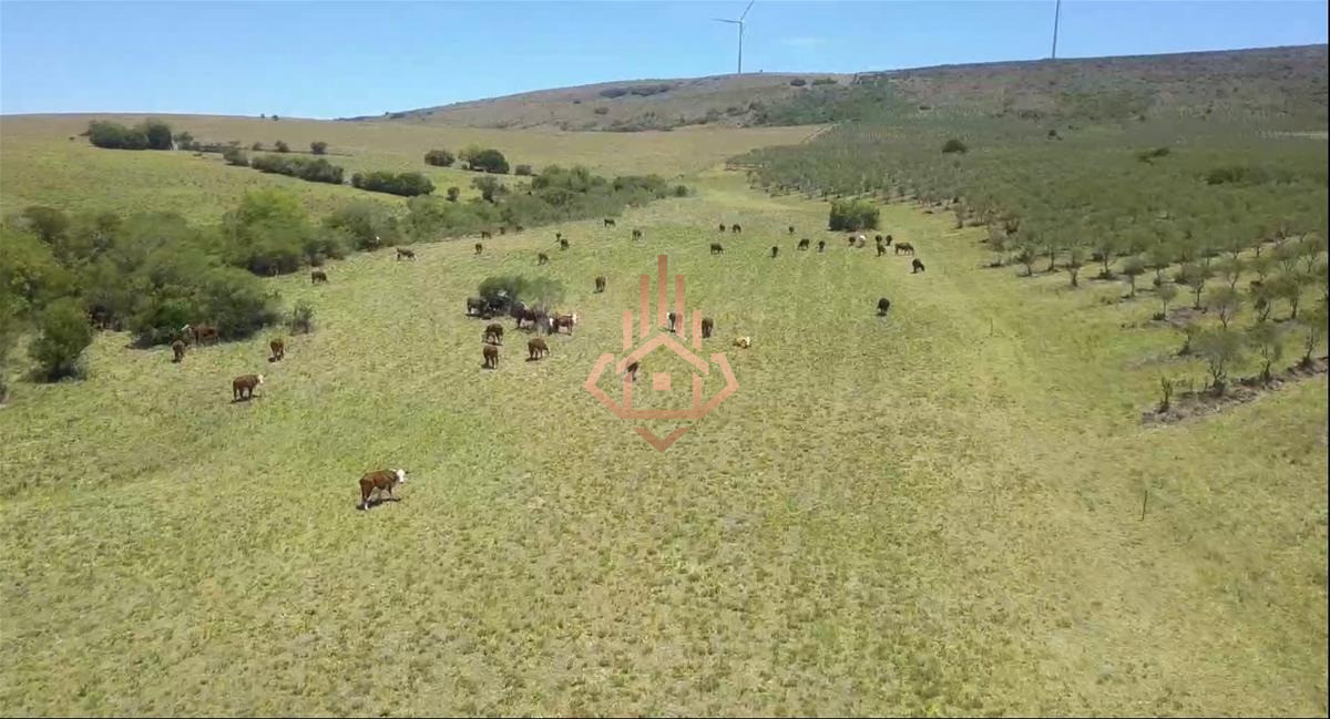 Campo en Venta con Olivos y Molinos Eólicos - LUX734P