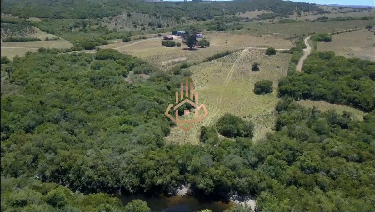 Espectacular Campo con Olivos