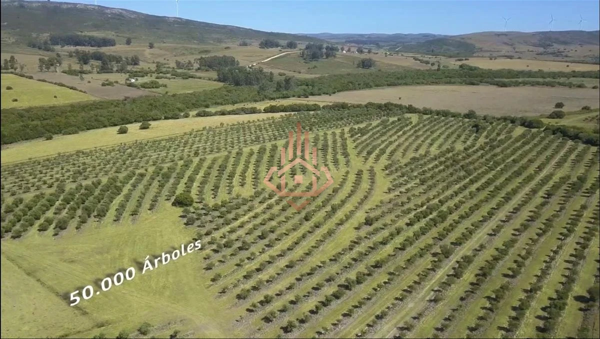 Espectacular Campo con Olivos