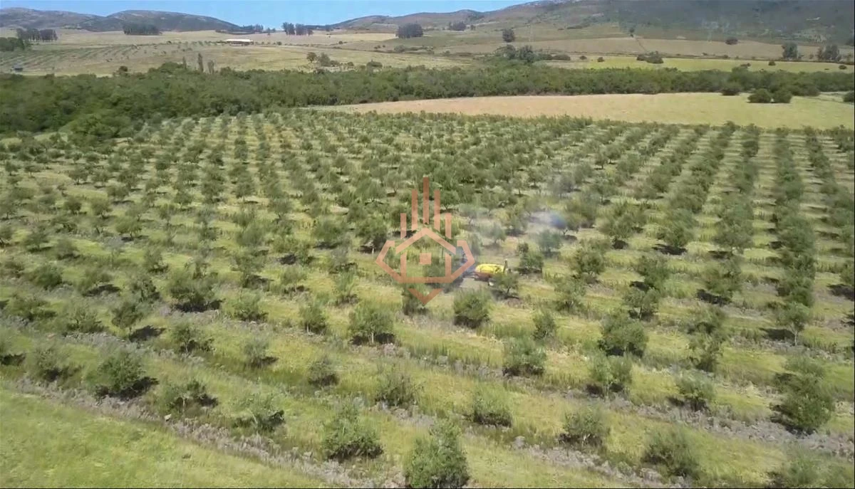 Espectacular Campo con Olivos