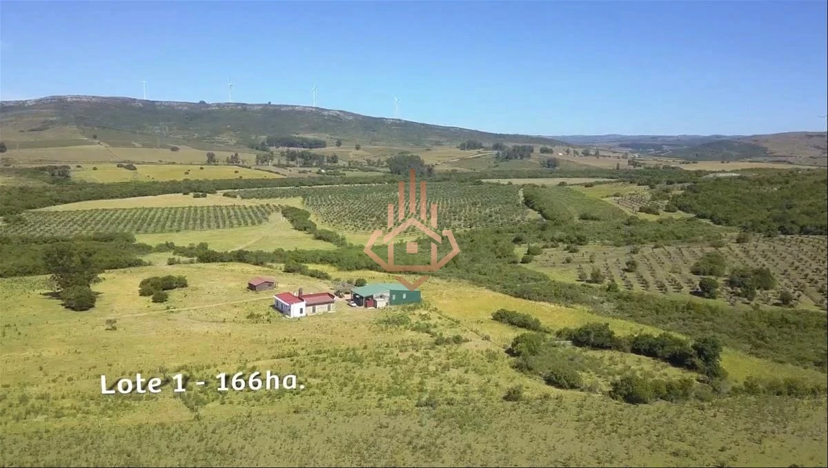 Espectacular Campo con Olivos