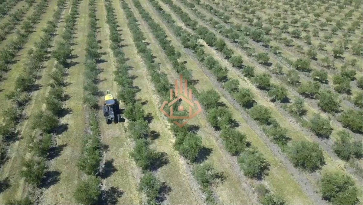 Espectacular Campo con Olivos