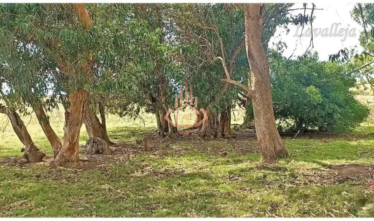 Campo en venta en Lavalleja - 22,5 hectáreas