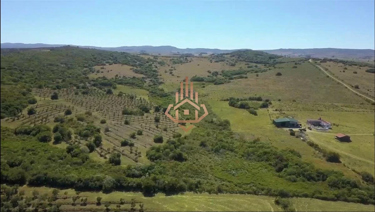 Espectacular Campo con Olivos