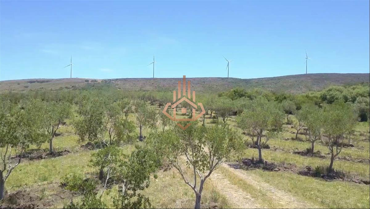 Campo en Venta con Olivos y Molinos Eólicos