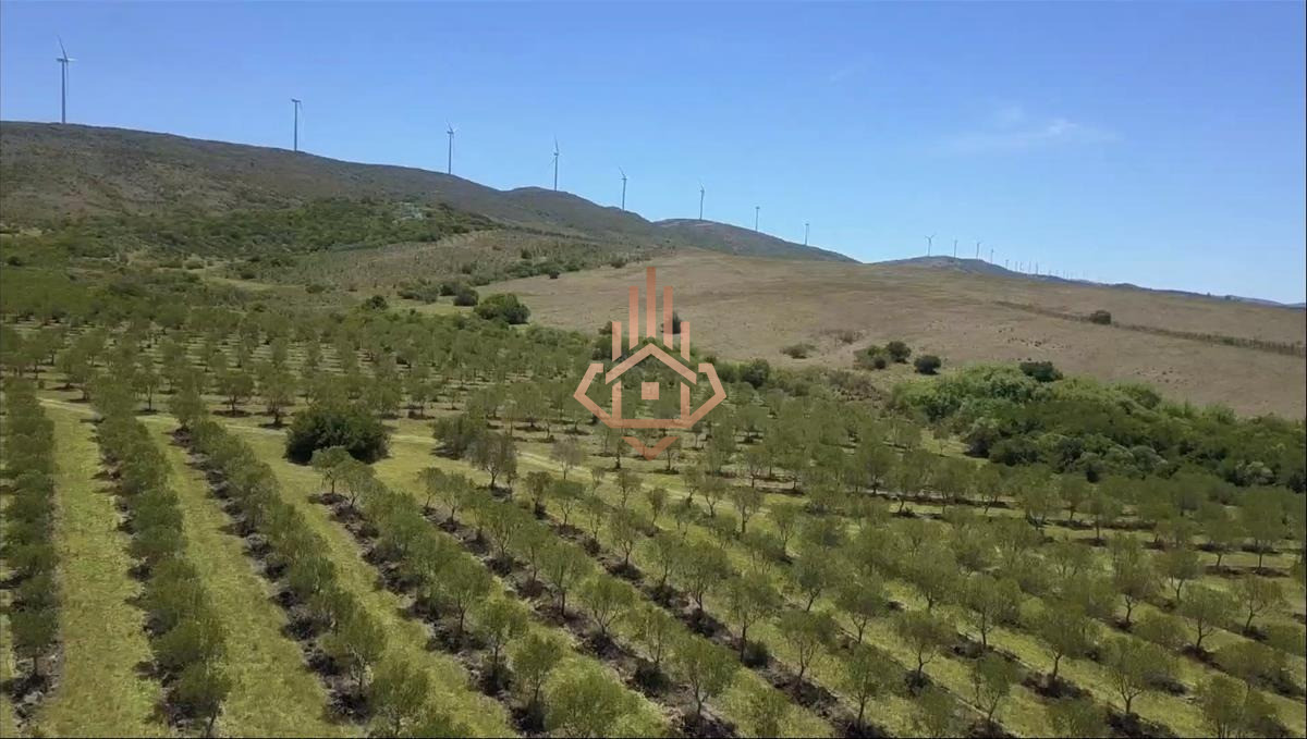 Campo en Venta con Olivos y Molinos Eólicos