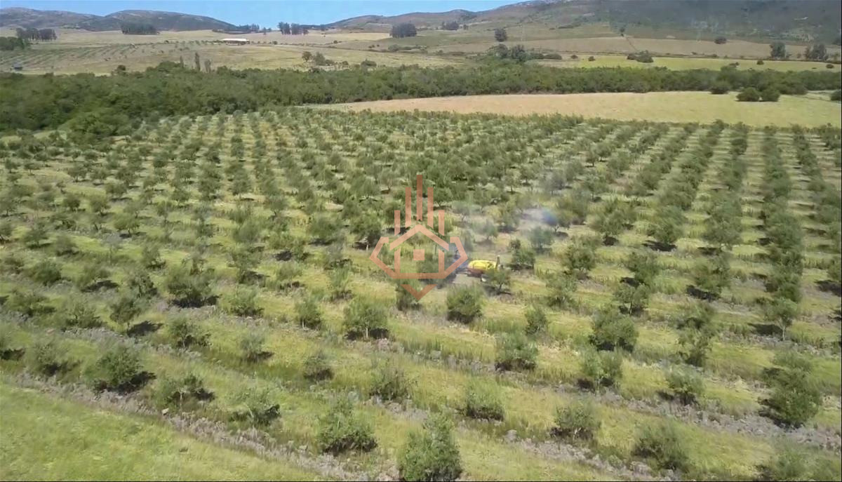 Espectacular Campo con Olivos
