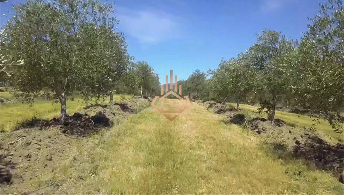 Espectacular Campo con Olivos