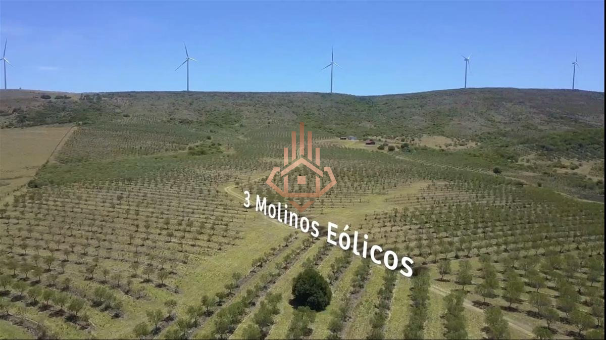 Campo en Venta con Olivos y Molinos Eólicos