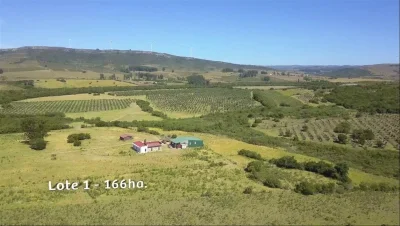 Espectacular Campo con Olivos