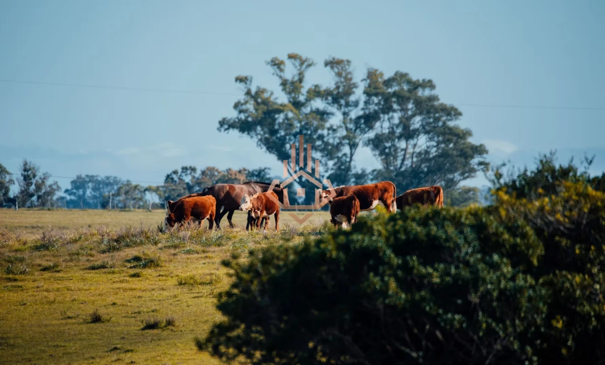 La Morenita - José Ignacio