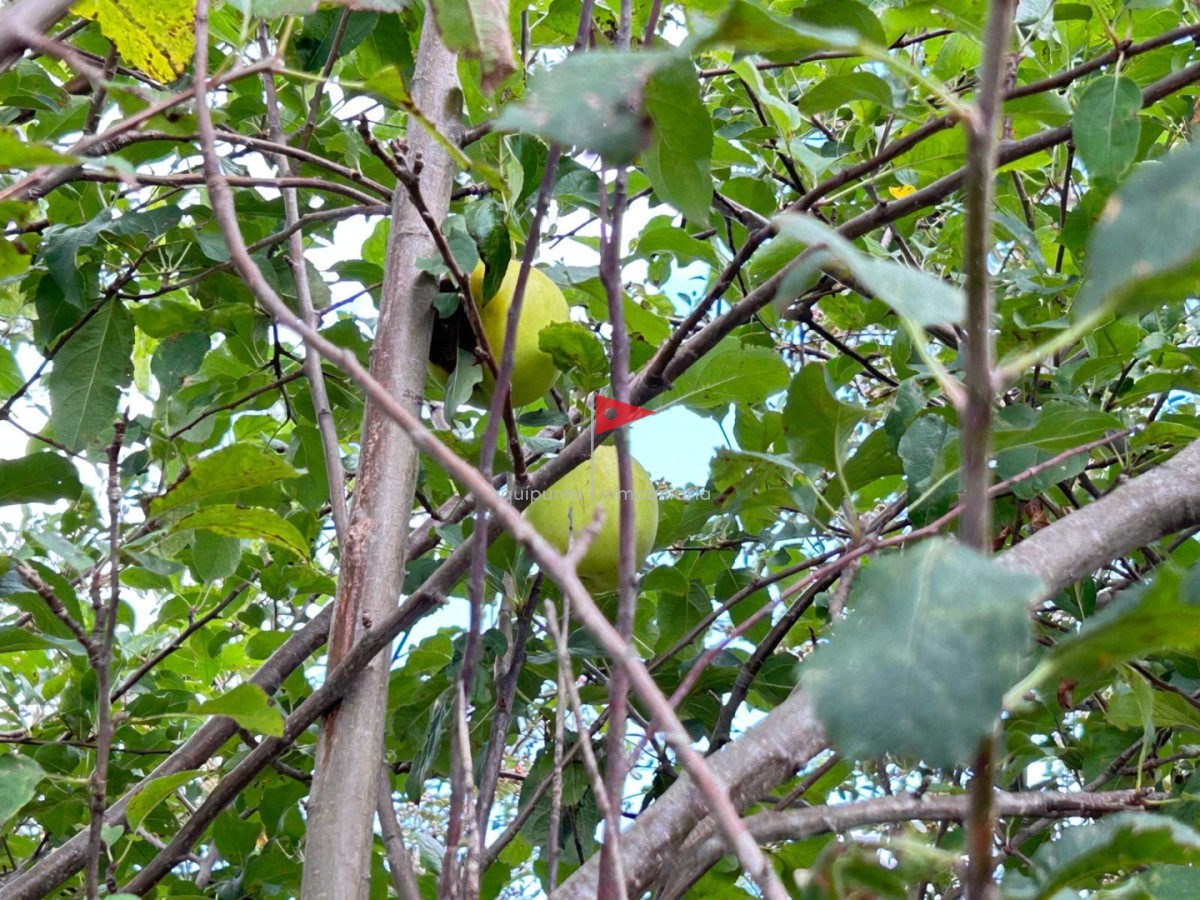 Chacra ID.279 - Venta hermosa Chacra Minas con casa y galpón 