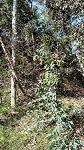 Terreno en Sauce de Portezuelo 530 m2