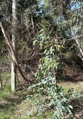 Terreno en Sauce de Portezuelo 530 m2