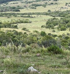CAMPO 43 HAS - RUTA 10