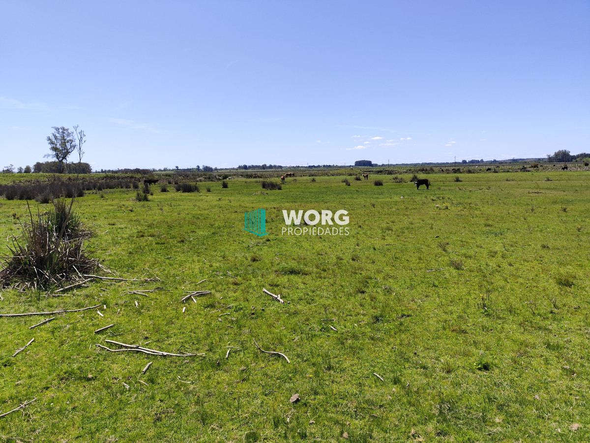Campo Ref.23 - Campo de 37 hectáreas sobre ruta 39