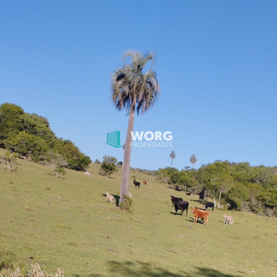 Campo Ref.120 - Excelente campo ganadero