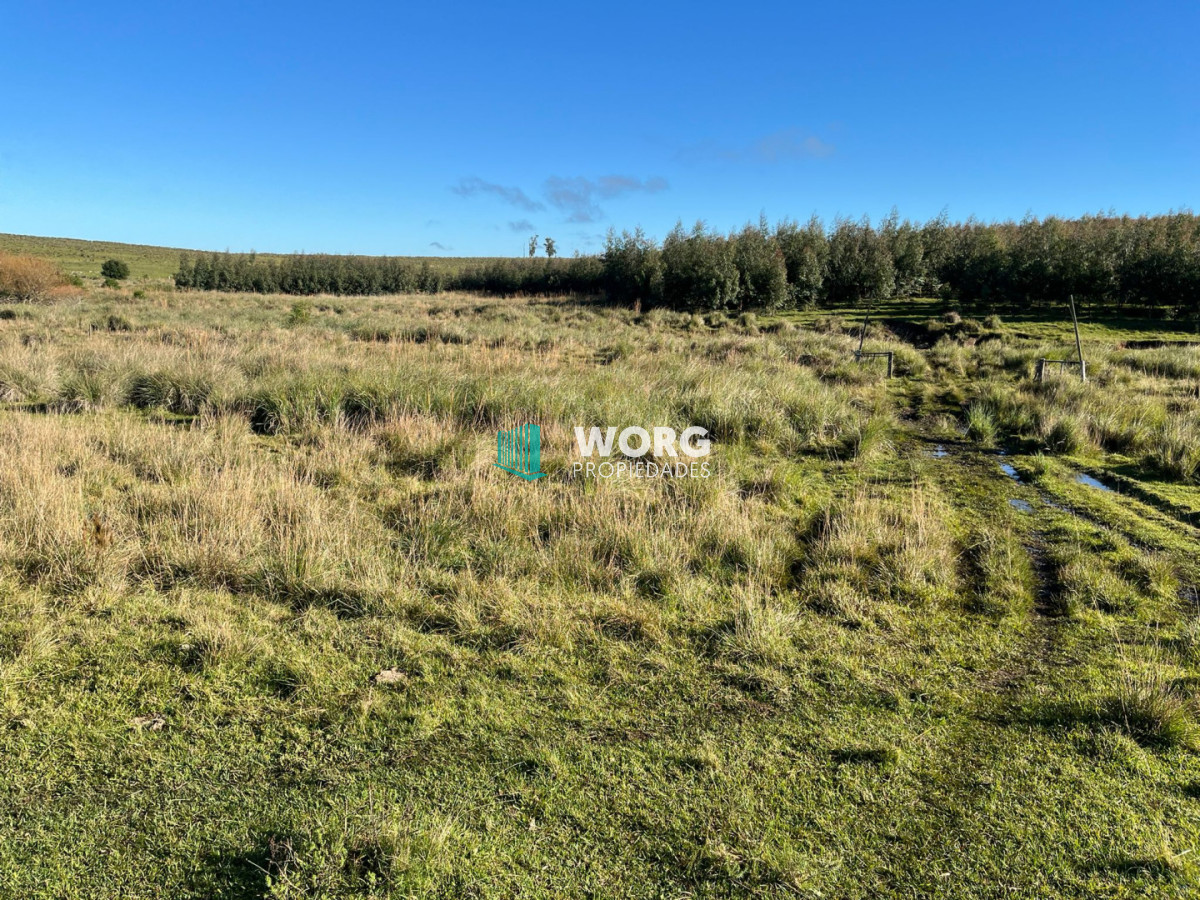 Campo Ref.96 - Excelente campo ganadero forestal