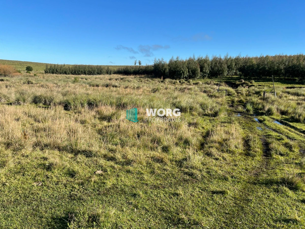 Campo Ref.96 - Excelente campo ganadero forestal