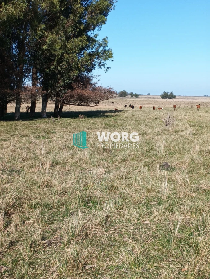 Campo Ref.105 - Hermoso campo agrícola ganadero en Lavalleja