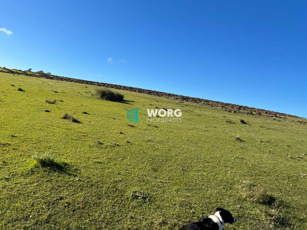 Campo Ref.96 - Excelente campo ganadero forestal
