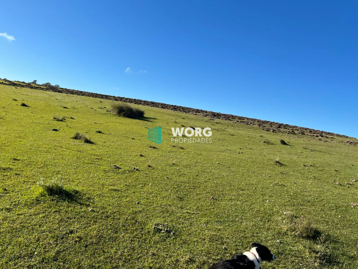 Campo Ref.96 - Excelente campo ganadero forestal