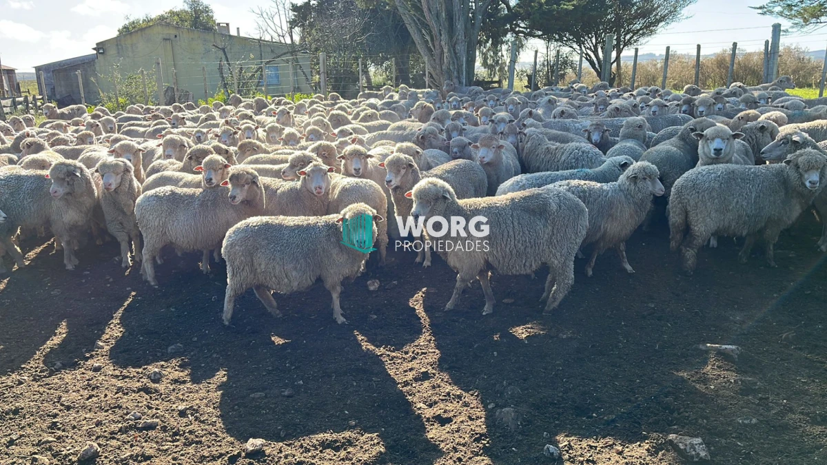 Campo Ref.96 - Excelente campo ganadero forestal