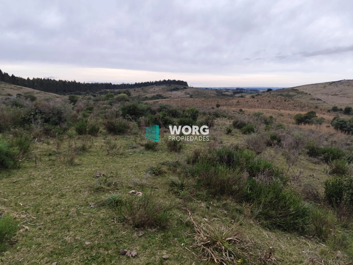 Campo Ref.35 - OPORTUNIDAD