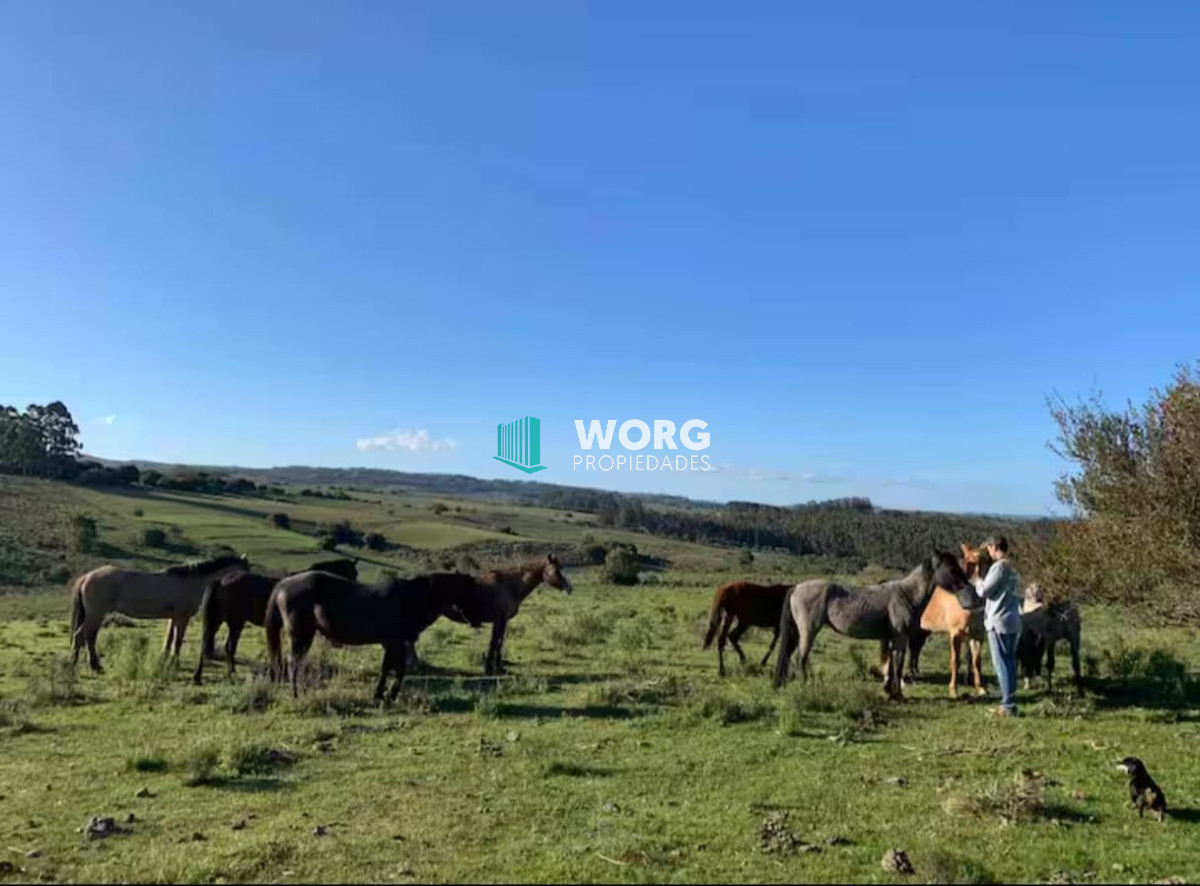 Campo Ref.81 - Hermoso campo de 92 hectáreas