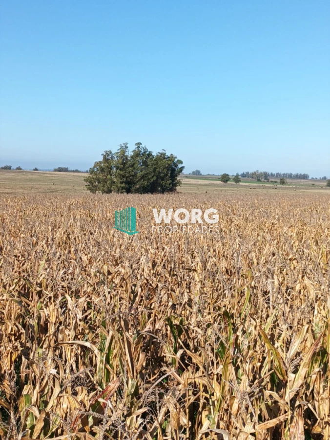 Campo Ref.105 - Hermoso campo agrícola ganadero en Lavalleja