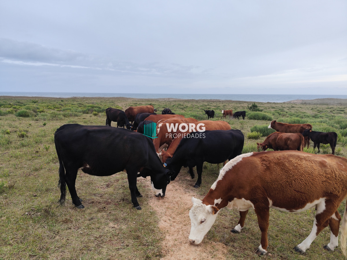 Campo Ref.2 - Excelente campo en La Pantanosa