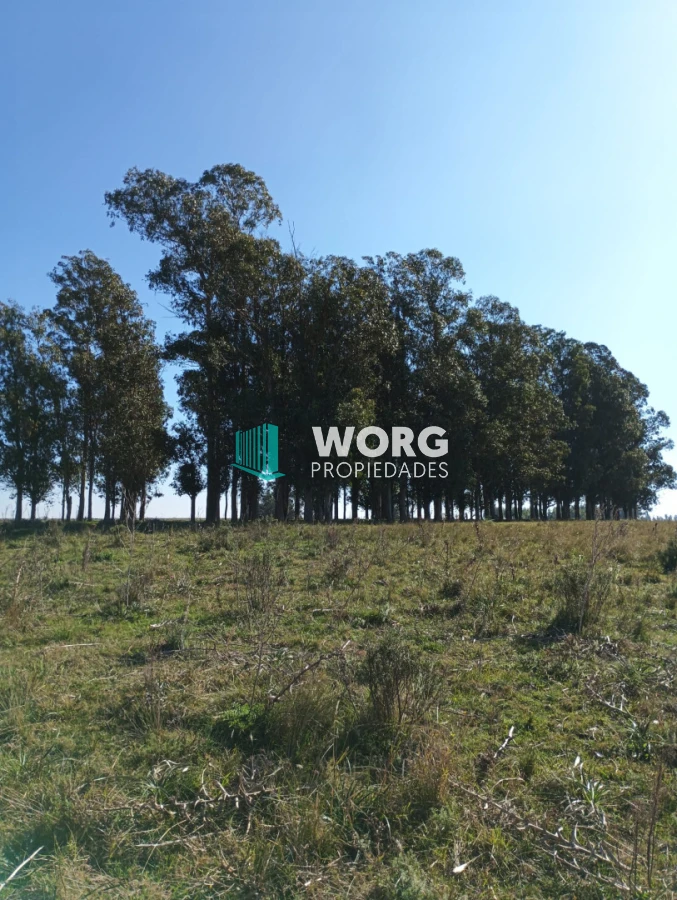 Campo Ref.105 - Hermoso campo agrícola ganadero en Lavalleja