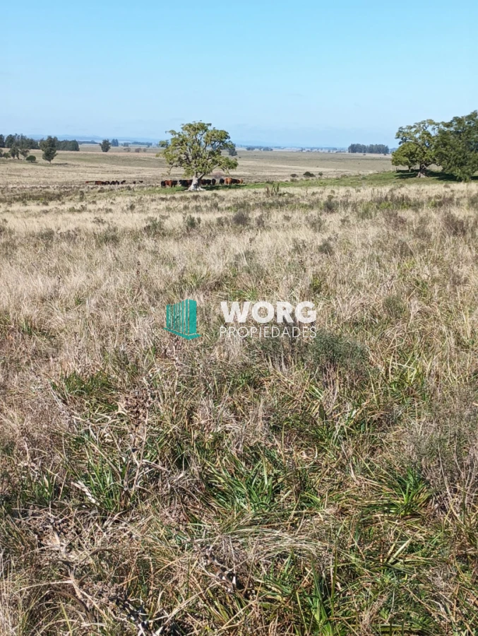 Campo Ref.105 - Hermoso campo agrícola ganadero en Lavalleja