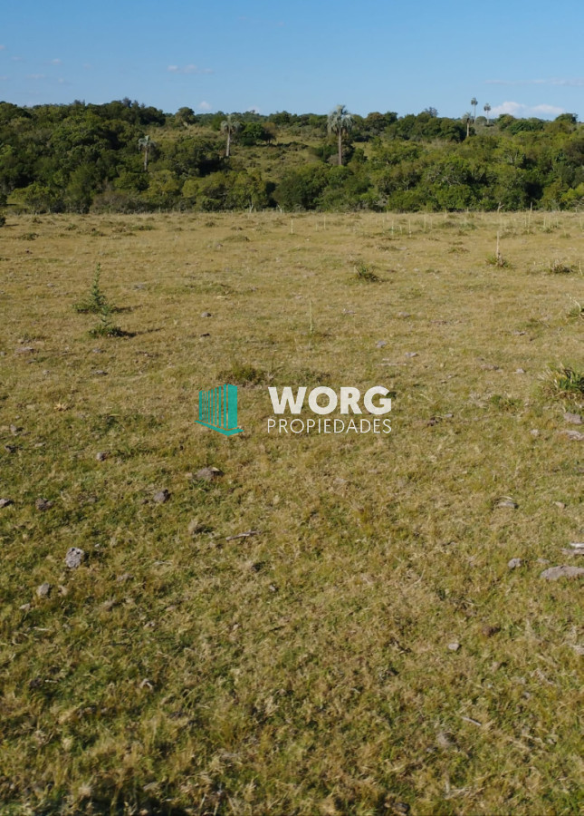 Campo Ref.120 - Excelente campo ganadero