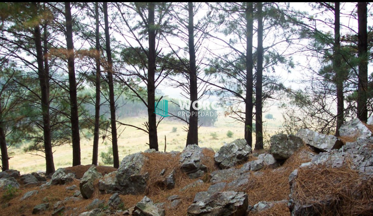 Campo Ref.90 - Excelente campo ganadero en Mariscala