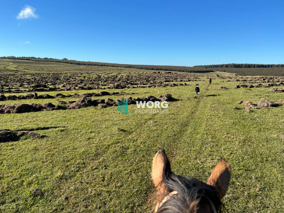 Campo Ref.96 - Excelente campo ganadero forestal